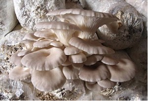 Hlva plicn - Pleurotus pulmonarius - kolkov sadba