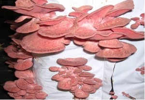 Hlva rov - Pleurotus djamor - kolkov sadba