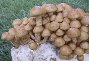 upinovka Nameko - Pholiota Nameko - kolkov sadba