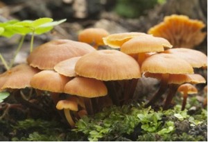 Penzovka sametonoh - Flamulina velutipes - kolkov sadba