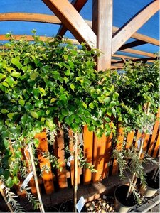 Bza bl - Betula pendula MAGICAL GLOBE - kmen 100cm
