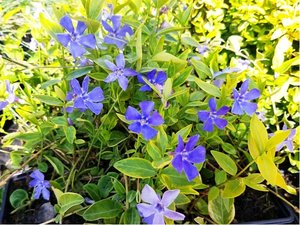 Barvnek men - Vinca minor BLUE AND GOLD