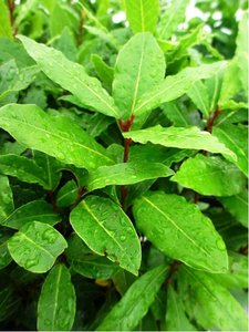 Vavřín - bobkový list
