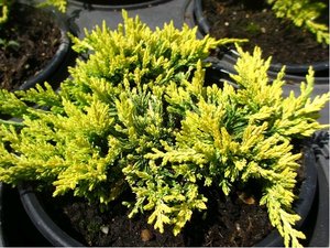 Jalovec plaziv - Juniperus hor. GOLDEN CARPET