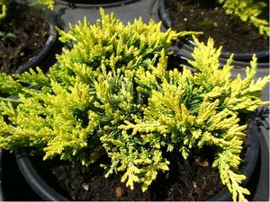 Jalovec plaziv - Juniperus hor. GOLDEN CARPET, C 2 l