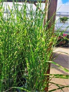 Miscanthus sin. - Ozdobnice nsk STRICTUS, C 2 l