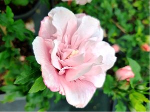 Ibiek syrsk PINK CHIFFONJwnwood4 - rov, plnokvt, K 19