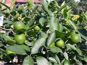 Limetka - Limetta verde - v květináči  P16