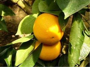 Pomerančovník HAMLIN - roubovaný