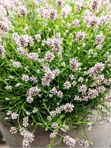 Levandule lkask SCENT WHITE EARLY - bl
