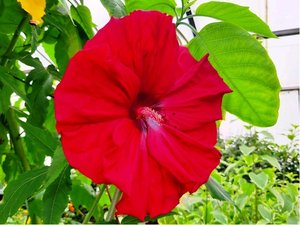 Americk velkokvt ibiek CAROUSEL GEANT RED - erven