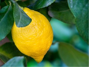 Citronk SFUSATO AMALFITANO - zkovan