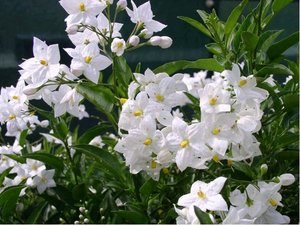 Lilek jasmínokvětý - Solanum jasminoides