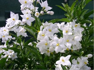 Lilek jasmnokvt - Solanum jasminoides