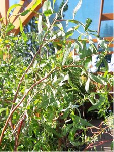 Vrba kroucen - Salix erythroflexuosa, C 3 l