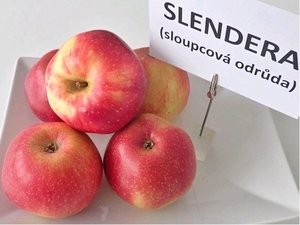 Sloupovitá jabloň SLENDERA® - podn. MM106