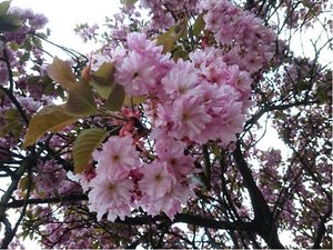 Sakura - Prunus ACCOLADE