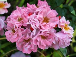 Re svraskal ADMIRATION ROSA ZWERG - sv. rov