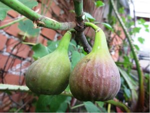 Fkovnk MADELEINE DES DEUX SAISONS