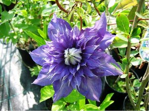 Clematis MULTI BLUE - plnokvt, modr