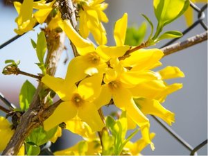 Zlatice prostedn - Forsythia interm. GOLDZAUBER, C 2 l