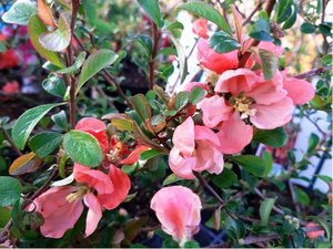 Kdoulovec ndhern - Chaenomeles sup. PINK TRAIL - rov, C 2,5 l