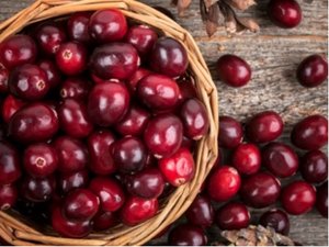 Brusinka PILGRIM - vaccinium macrocarpon