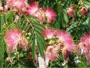 Albzie - Albizia julibrissin OMBRELLA Boubri