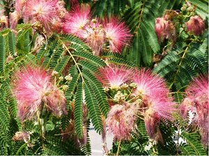 Albzie - Albizia julibrissin OMBRELLA