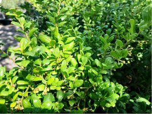Cesmna vroubkovan - Ilex Crenata CONVEXA