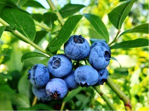 Balkonová borůvka Lowberry® LITTLE BLUE WONDER®