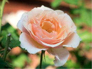 Růže BARBARA HENDRIX - velkokvětá, sv. meruňková
