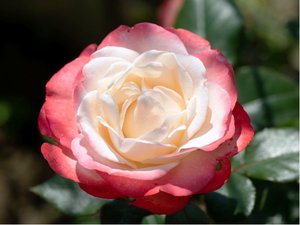 Růže NOSTALGIE - velkokvětá, bílorůžová