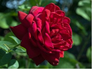 Růže BURGUND - velkokvětá, červená