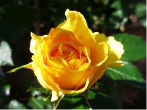 Růže BEROLINA - velkokvětá, žlutá