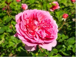 Růže LEONARDO DA VINCI - polyantka, růžová