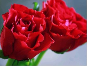 Růže HOMMAGE A BARBARA - polyantka, rudá