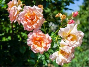 Růže ALCHYMIST - pnoucí, oranžovorůžová