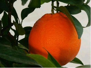 Pomerančovník NAVELINA