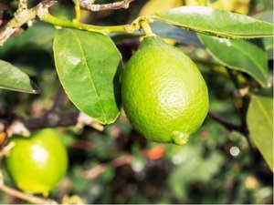 Limetka - Citrus aurantifolia v kvtini P20