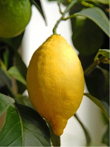 Citronk LUNARIO - v kvtini P20