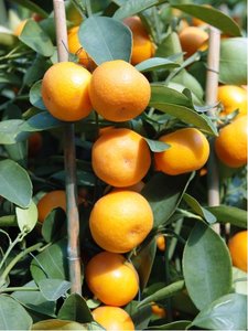 Mandarinka CLEMENTINA ISA v kvtini P20