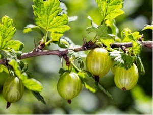 Angret CRISPA GREENLING - keov, zelen