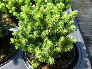 Smrk siv - Picea glauca ALBERTA GLOBE, C 2 l