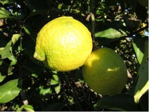 Citronk SICILY - roubovan