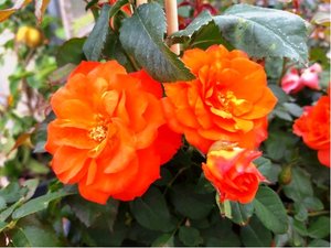 Růže ORANGE - polyantka, sytě oranžová