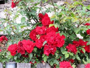 Růže DON JUAN - pnoucí, tmavě červená
