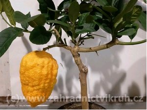 Ob citrus CEDRO v kvtini P16