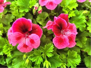 Mukt anglick velkokvt pac Candy Flowers Pink with eye - rov s ervenm okem