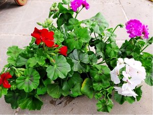 Pelargonie pevisl - plnokvt, K 12
